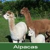 The Alpaca Park