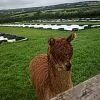Priestacott Alpacas and Worm Farm